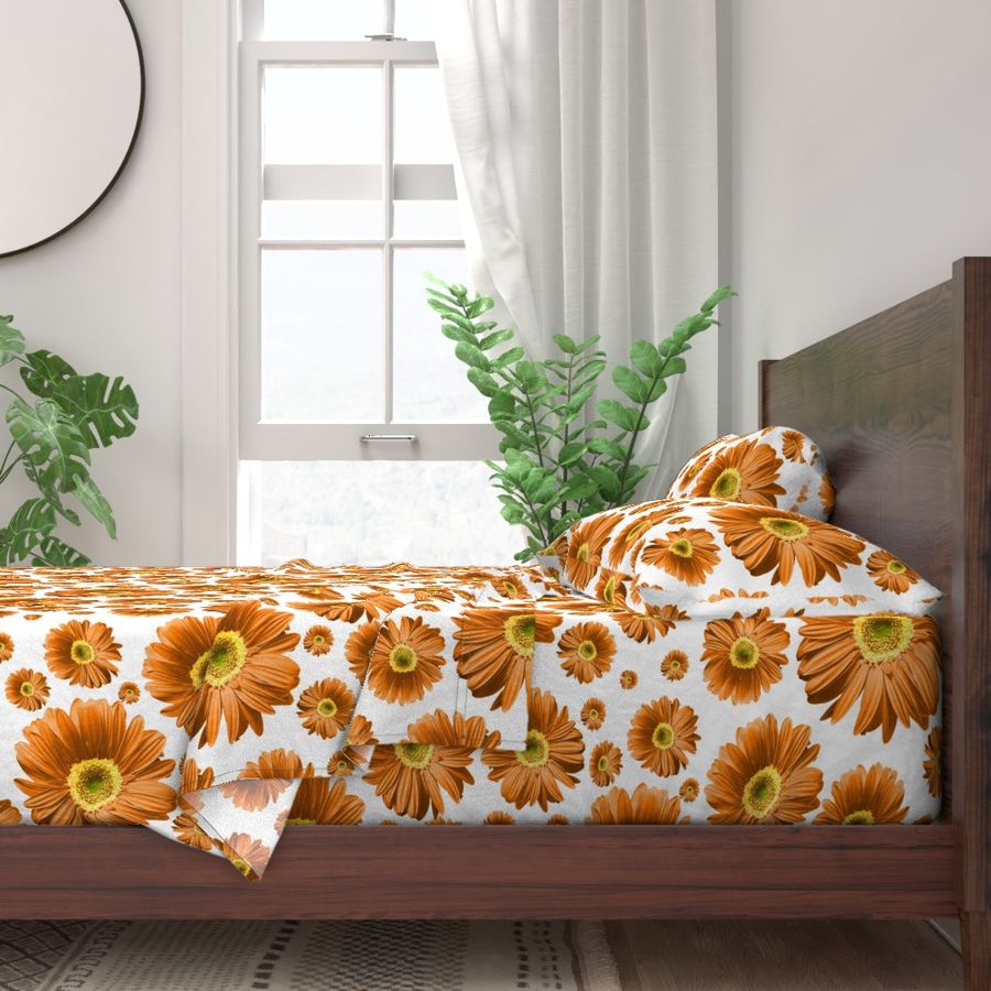 Orange Daisies