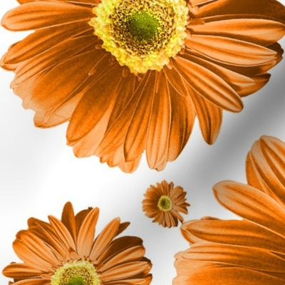 Orange Daisies