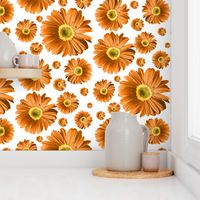 Orange Daisies