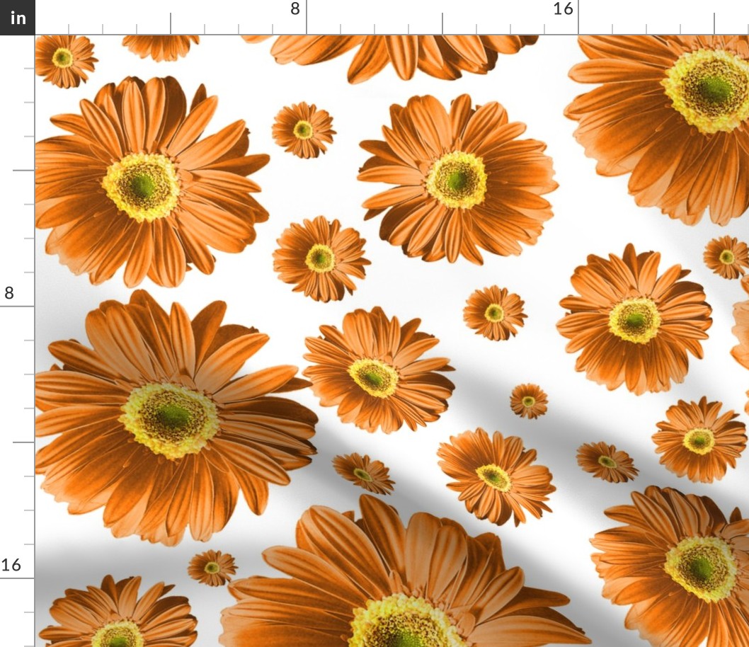 Orange Daisies