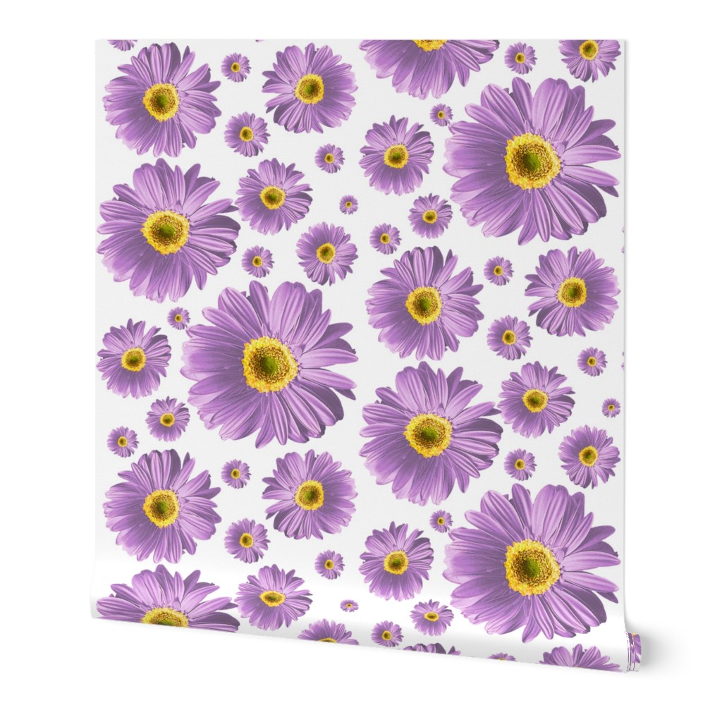 Purple Daisies