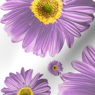 Purple Daisies