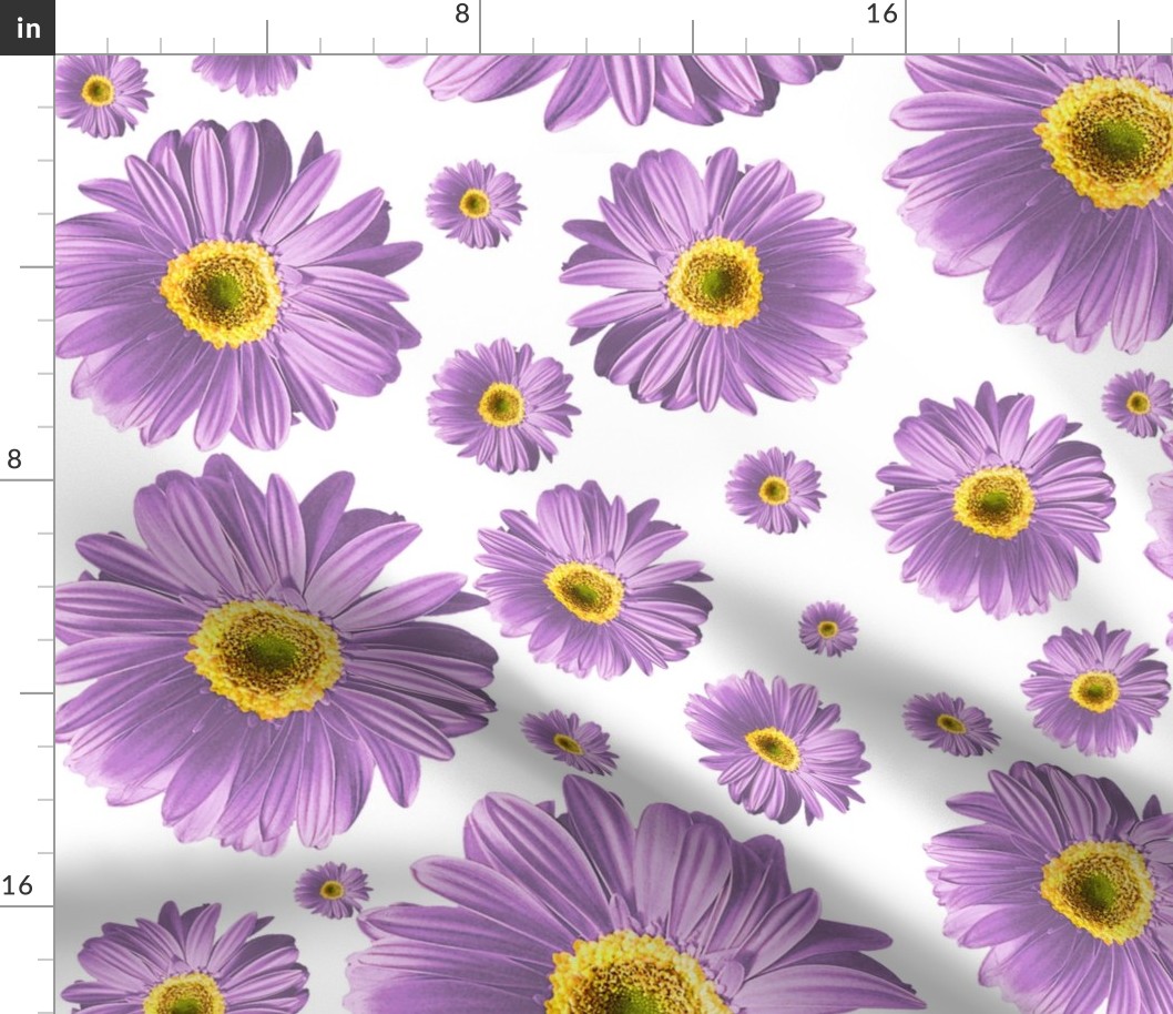 Purple Daisies