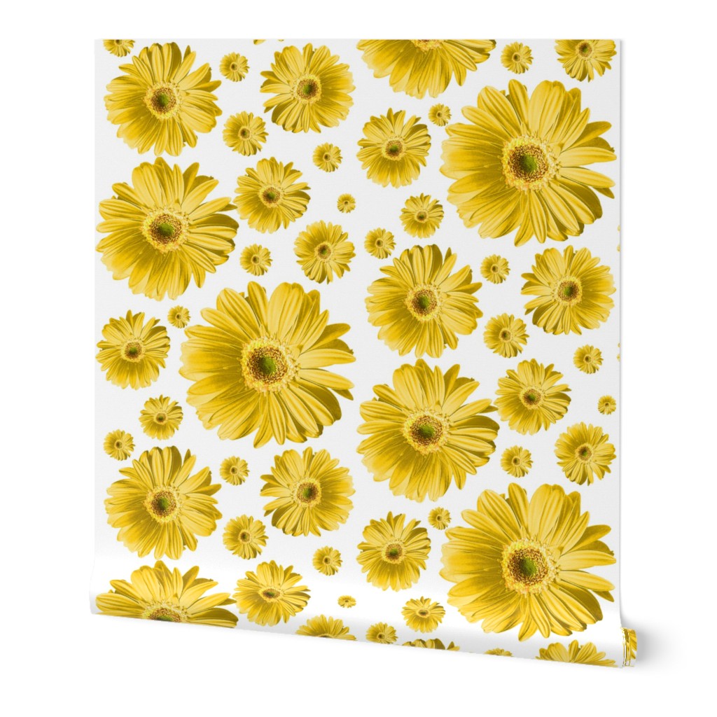 Yellow Daisy