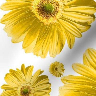 Yellow Daisy