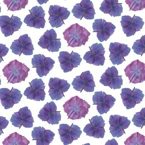 Manx Flora  - Purple Hydrangea