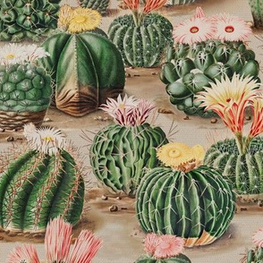 Cactus Vintage // standard