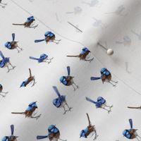 WRENS Scattered on White, Smaller