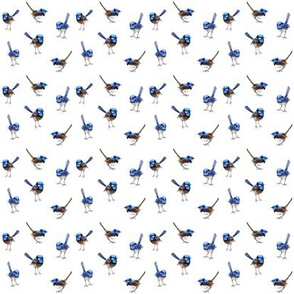 WRENS Scattered on White, Smaller