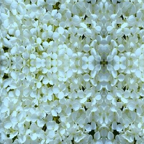 Hydrangea From The Garden