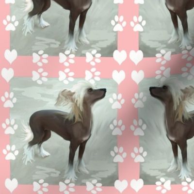 Chinese Crested Hearts and Paws