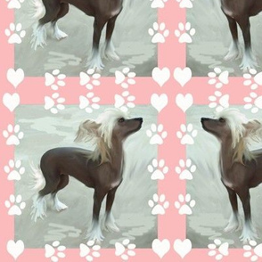 Chinese Crested Hearts and Paws