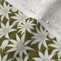 Flannel flowers for Maude