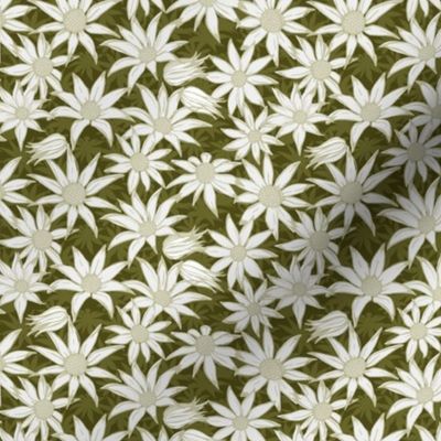 Flannel flowers for Maude