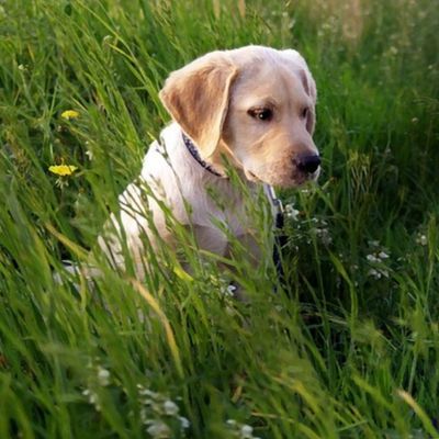 Yellow Lab Puppy In The Grass