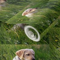 Yellow Lab Puppy In The Grass