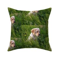 Yellow Lab Puppy In The Grass