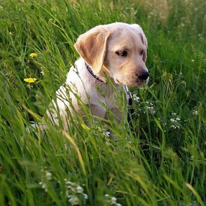 Yellow Lab Puppy In The Grass