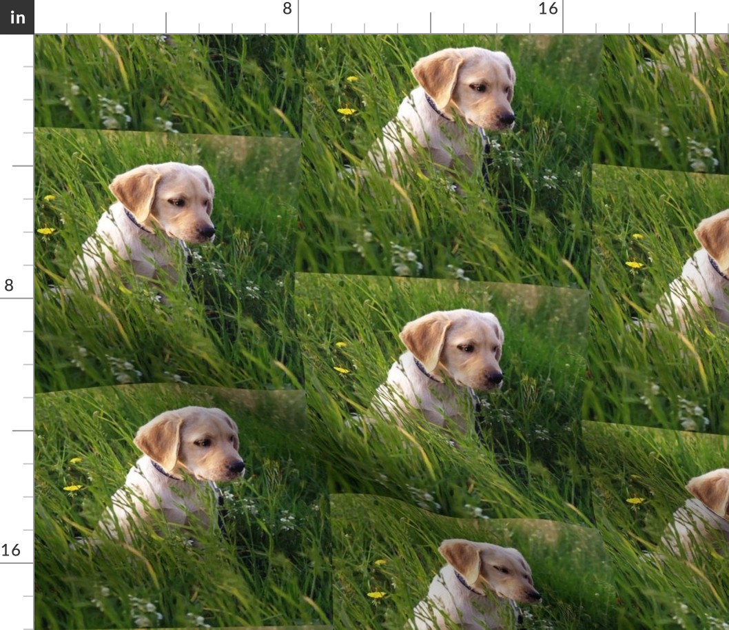 Yellow Lab Puppy In The Grass