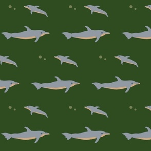 coloradodolphins