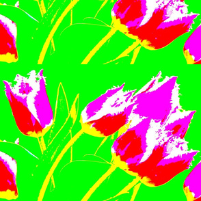 tulip-ed