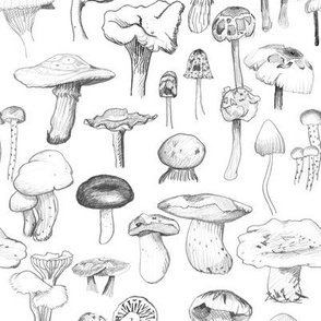 The Mushroom Gang