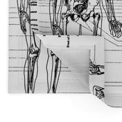 anatomical study of a skeleton