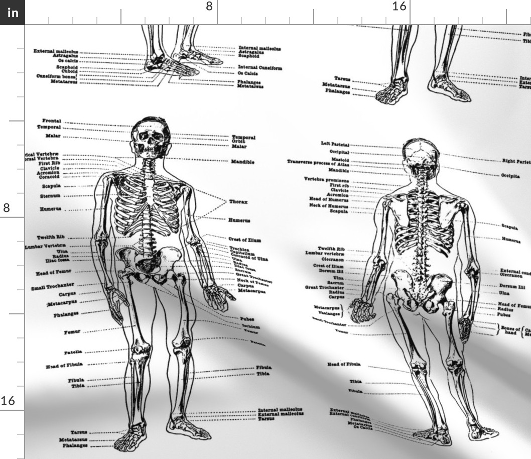 anatomical study of a skeleton