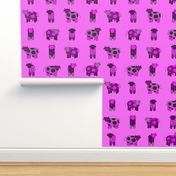 bright pink cows