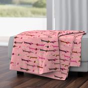 Dappled Dachshunds on Pink