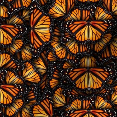 Heaps of Orange Monarch Butterflies