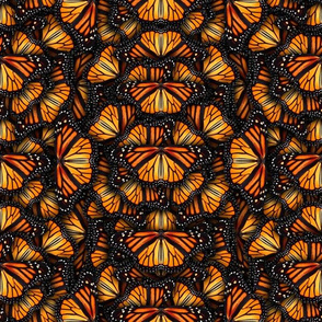Heaps of Orange Monarch Butterflies