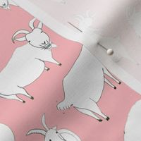 Goats playing - Baby Pink