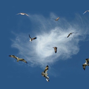 Osprey fishing fabric - real-sky