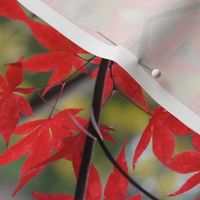 Red Japanese Maple 2712