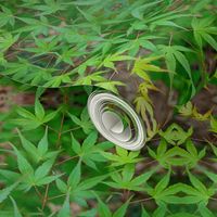 Green Japanese Maple Leaves 7328