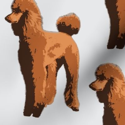 red brown poodles