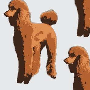 red brown poodles