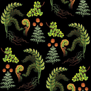 Botanical Illustration- Ferns
