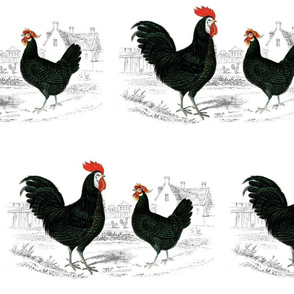 French Country Chickens