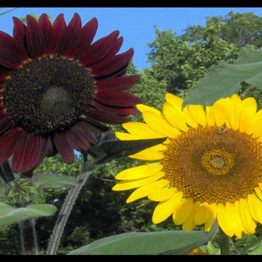 Glorious Sunflowers