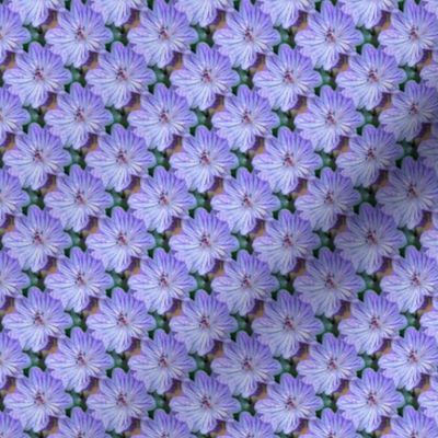 Lilac Cranesbill