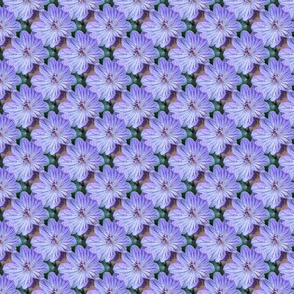 Lilac Cranesbill