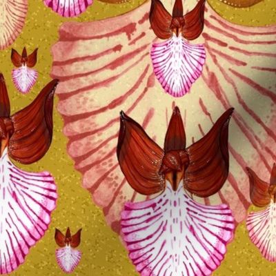 Orchis - Papilionacea