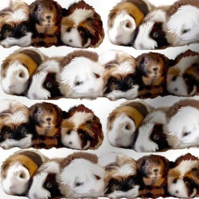 Guinea_Pigs_Are_My_Passion