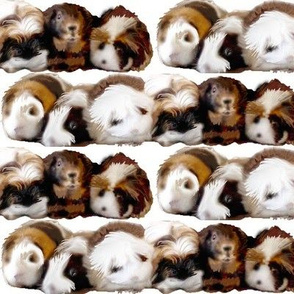 Guinea_Pigs_Are_My_Passion