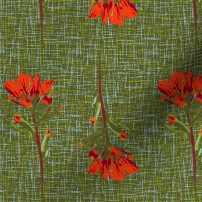 indian paintbrush borders