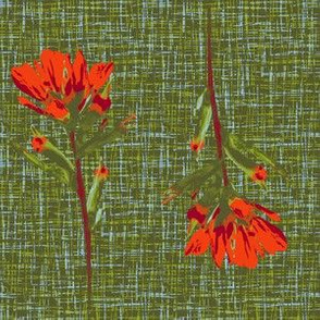 indian paintbrush borders