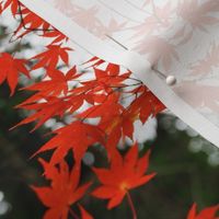 Red Maple 0049