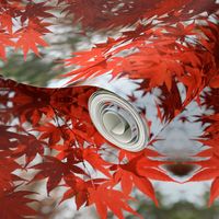 Red Maple Leaves 3494